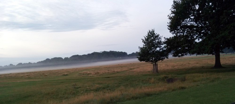 Richmond Park - COLD